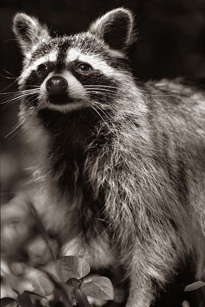 Raccoon Sepia