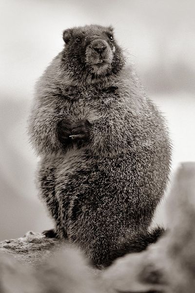 Yellow-bellied marmot Sepia