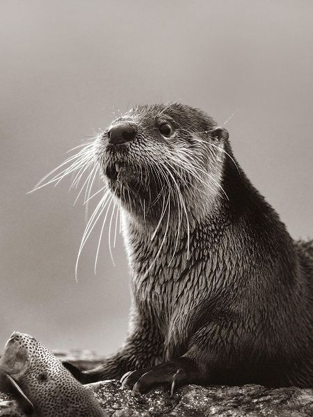 River Otter with fish Sepia