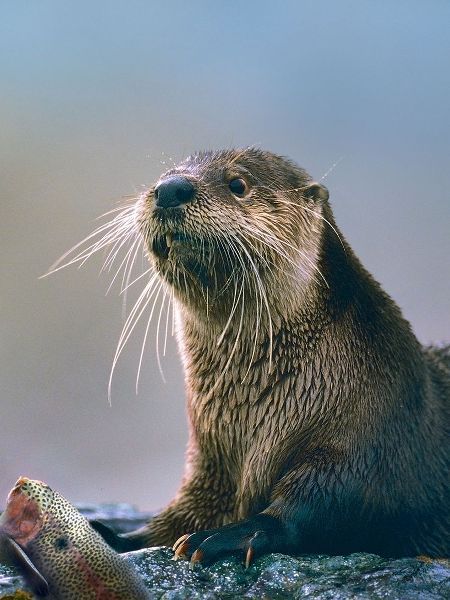 River Otter with fish