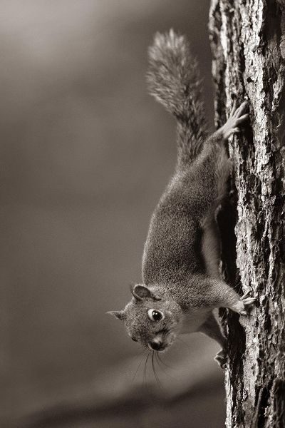 Red Squirrel on trunk Sepia