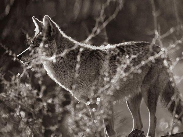 Coyote Hunting Sepia