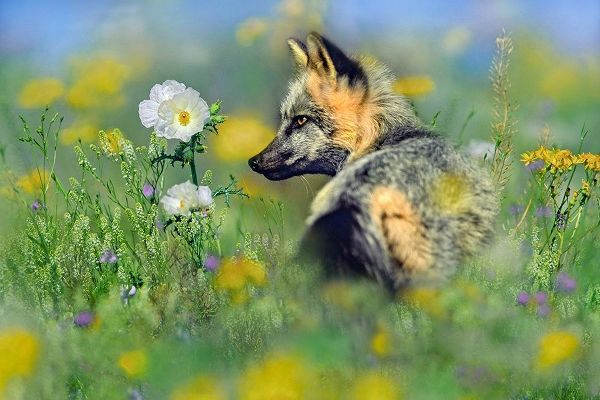 Red Fox in Wildflowers