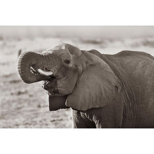 African elephant drinking-Zimbabwe Sepia