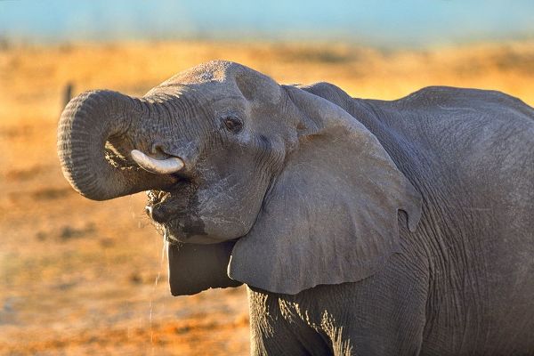African elephant drinking-Zimbabwe