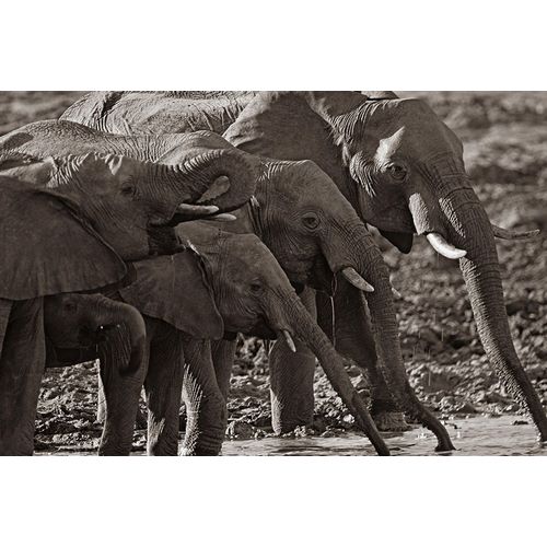 African elephants at a waterhole-Zimbabwe Sepia