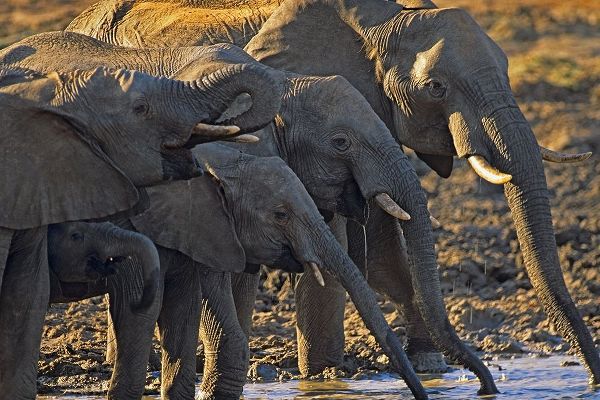 African elephants at a waterhole-Zimbabwe