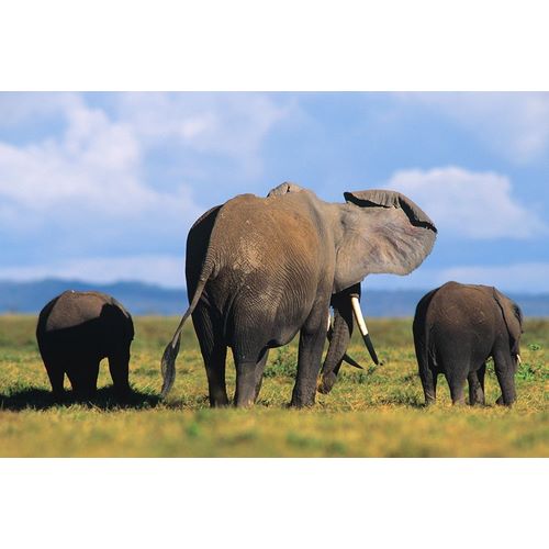 African elephants-Amboseli National Park-Kenya