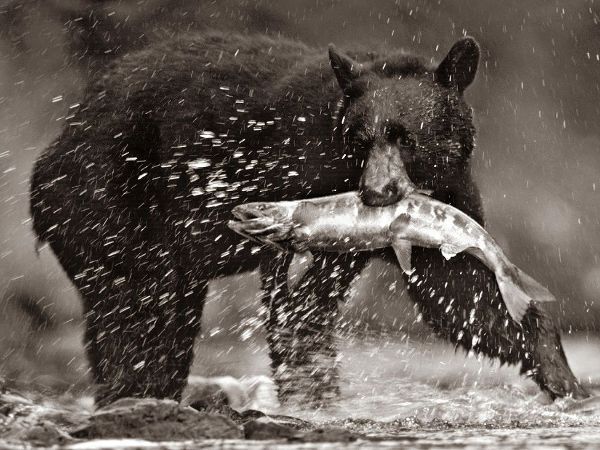 Black bear with Salmon Sepia