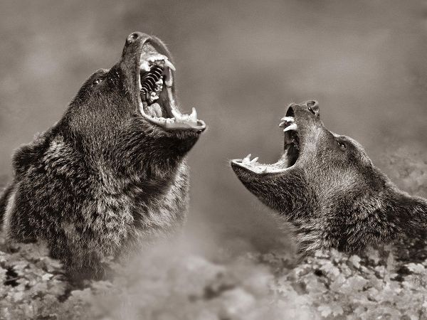 Grizzly bears Sepia