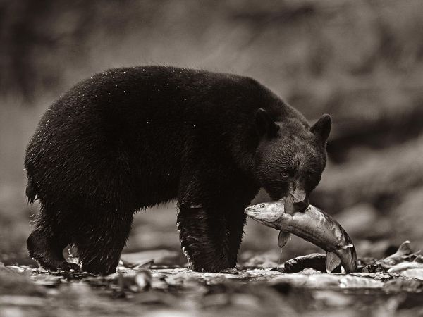 Black bear with salmon Sepia