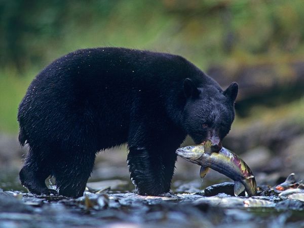 Black bear with salmon