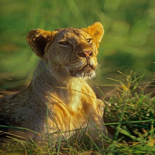 African Lioness sniffing