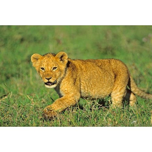 African Lion cub