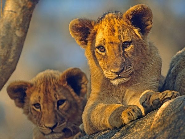 African Lion babies