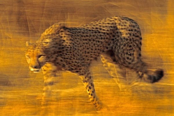 Cheetah prowling