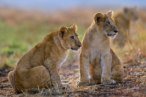 African Lion cubs