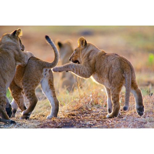 African Lion cubs playing