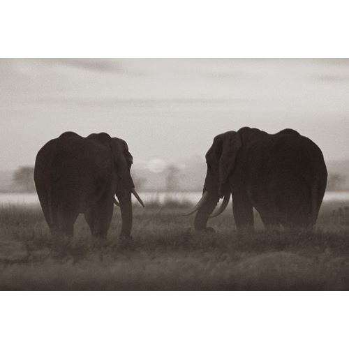 African Elephants at sunrise-Amboseli National Reserve-Kenya Sepia