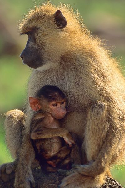 Olive baboon-mother and baby-Kenya