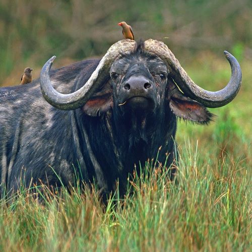 African buffalo with oxpeckers