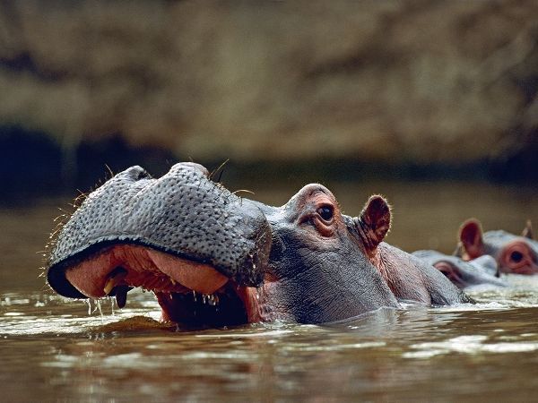 Hippopotamus-Kenya