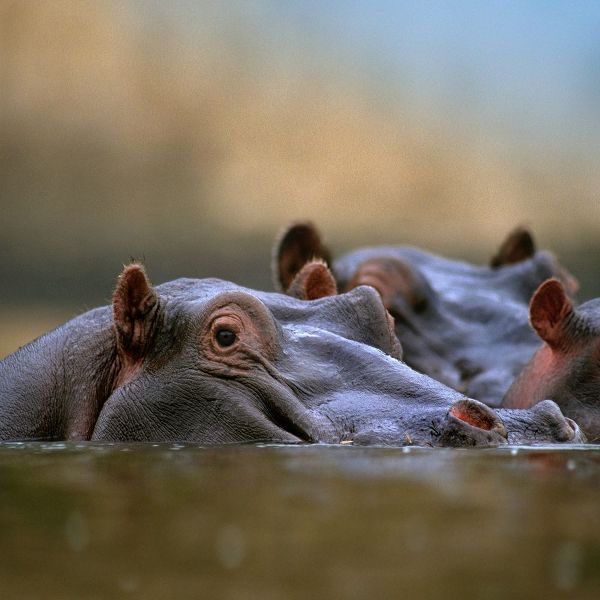 Hippopotamus-Mara River-Kenya
