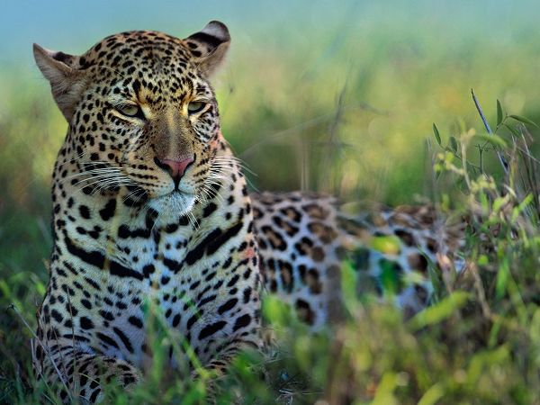 Leopard-Kenya