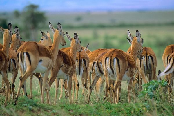 Impala Herd Kenya