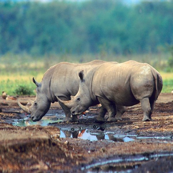 White Rhinoceros-Kenya