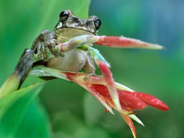 Tree frog on heleconia