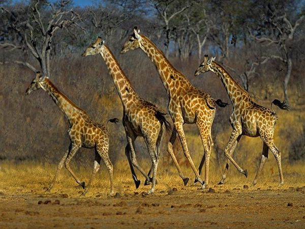 Masai giraffes running