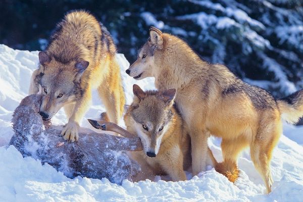 Gray wolves fighting over a deer carcass in snow