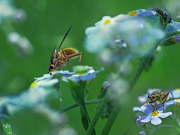 Fly on forget-me-not