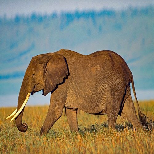 African elephant with large tusks-Kenya