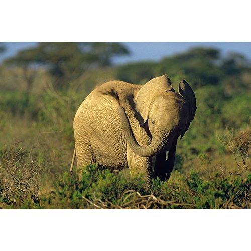 African elephant young dust bathing-Masai Mara Reserve-Kenya