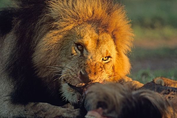African Lion feeding