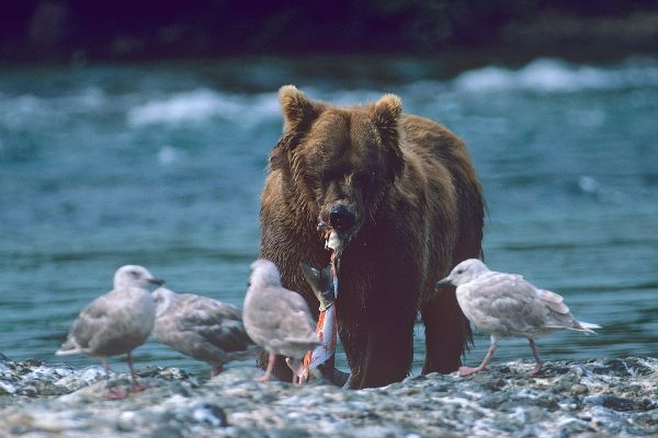 Grizzly bear and gulls