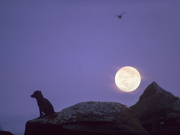 Arctic fox and moon
