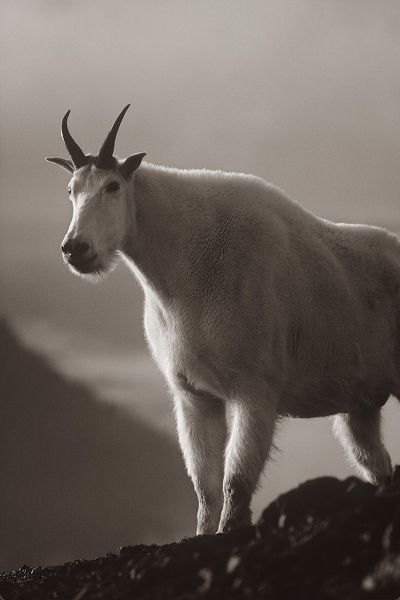 Mountain goat Sepia