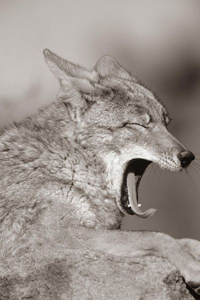 Coyote yawning Sepia