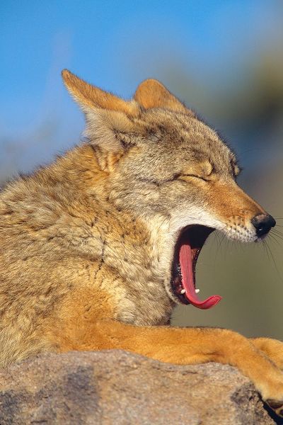 Coyote yawning