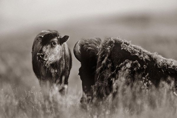 Bison calf with mother Sepia