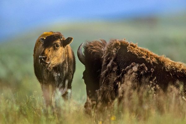 Bison calf with mother
