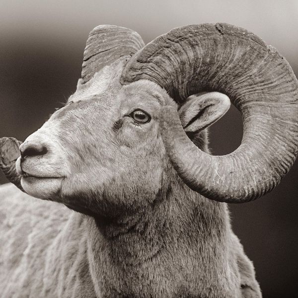 Rocky Mtn bighorn sheep Sepia