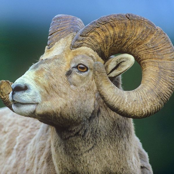 Rocky Mtn bighorn sheep