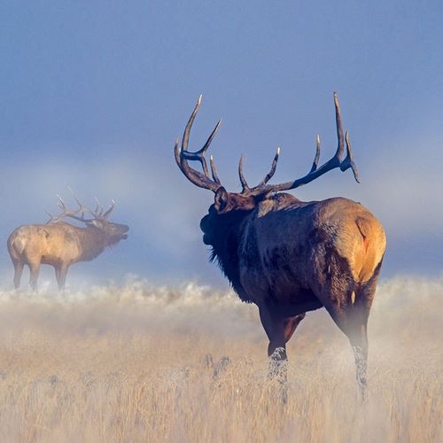 Bull elk challenge
