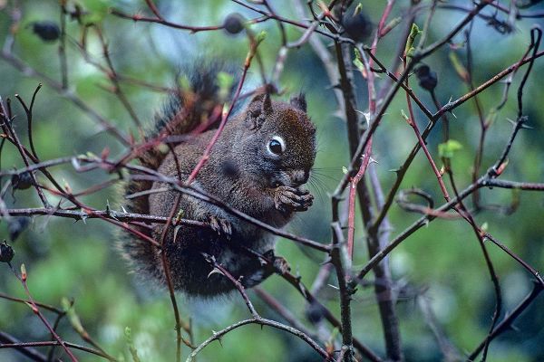 Red Squirrel eating rosehips