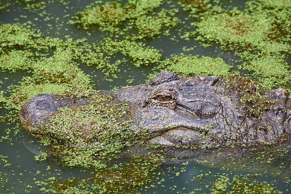 American alligator camouflaged among duckweed