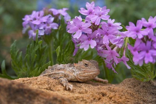 Horny toad lizard among prairie verbena
